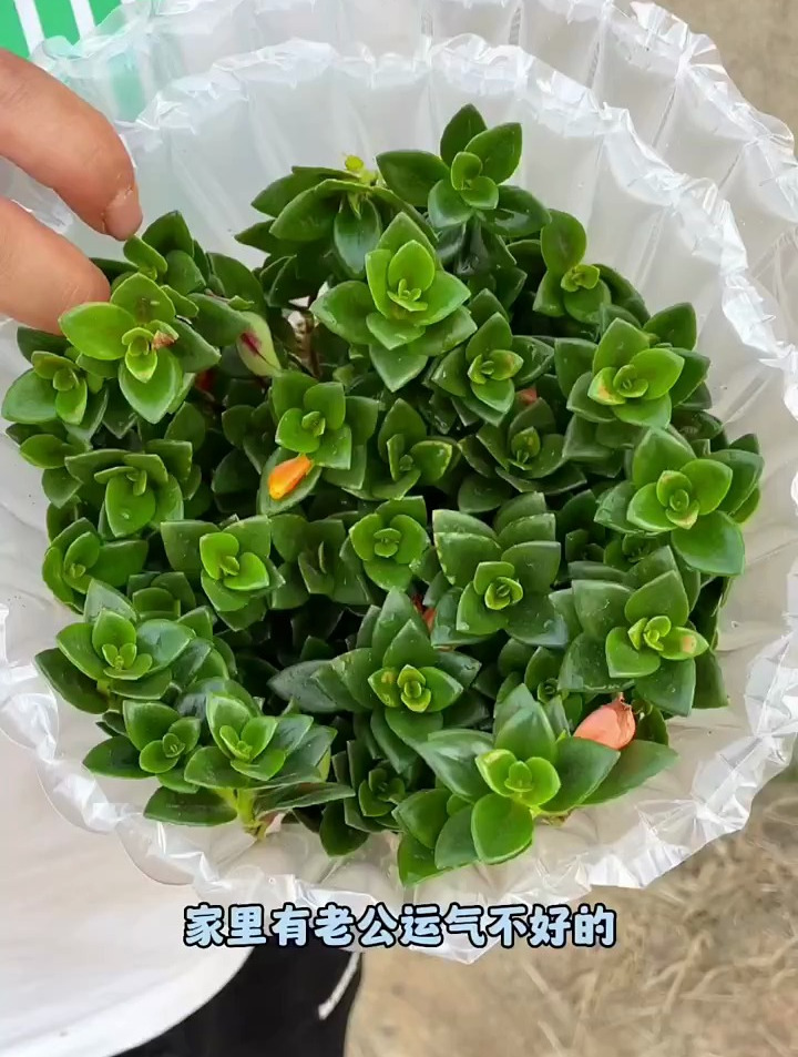 有水就开花给你看,金鱼花,我爱养花
