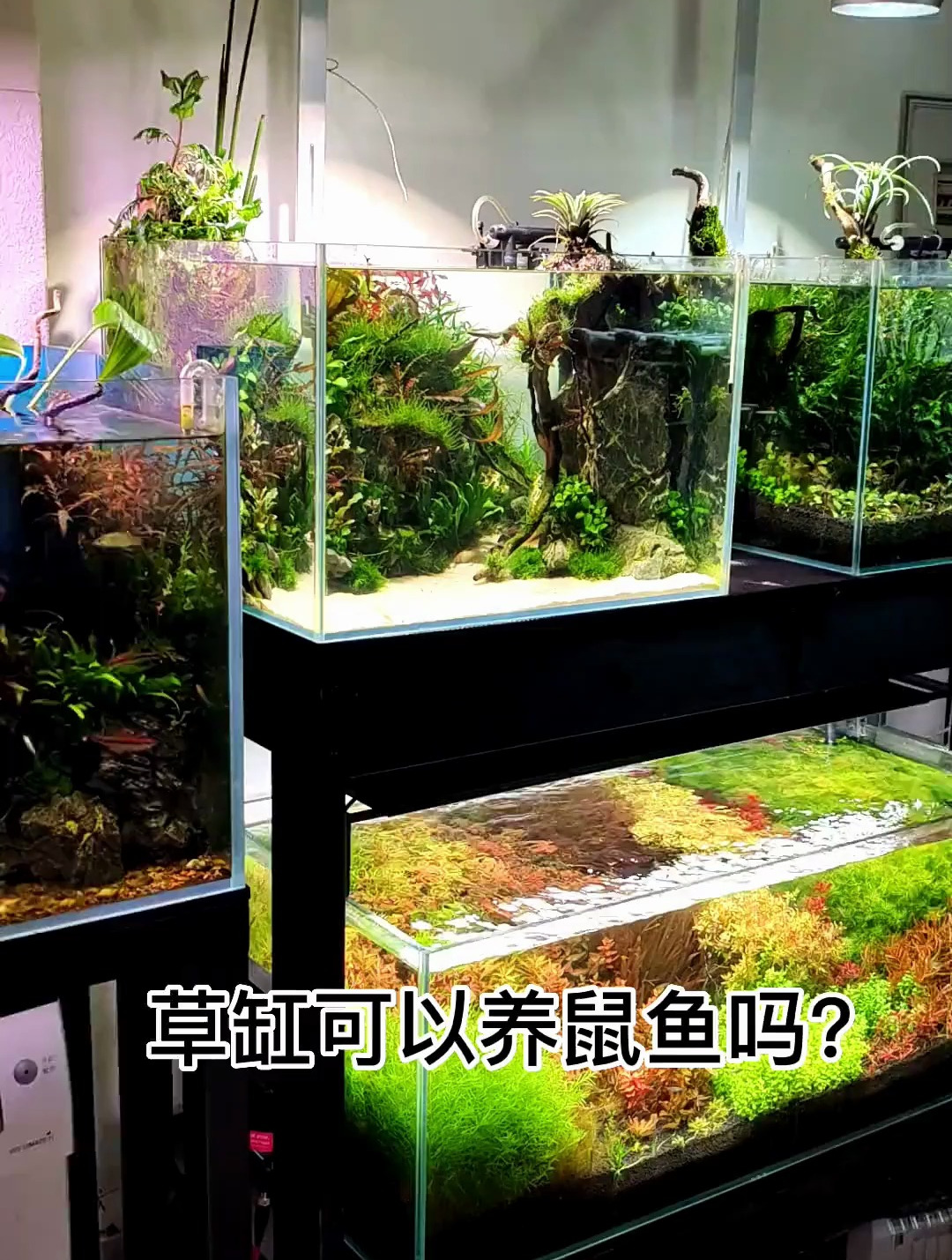 布置好一块小沙滩 在做好泥沙分离 草缸还是非常适合养鼠鱼的