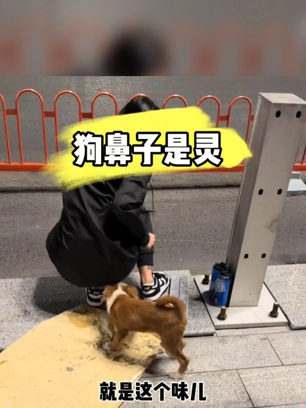 狗鼻子是真灵啊,肯定有吃的,苍蝇不叮无缝的蛋。赶紧拿出来吧