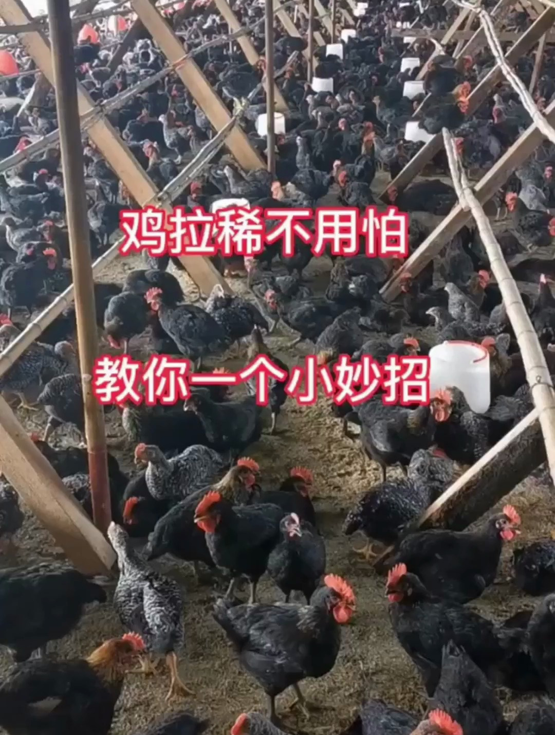 农村散养土鸡,鸡拉稀不用愁