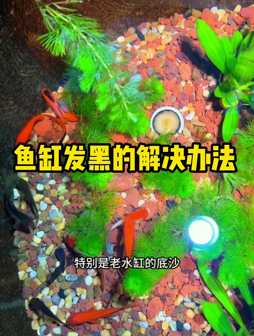 鱼缸发黑发臭怎么办?这个解决方法简单又快速!