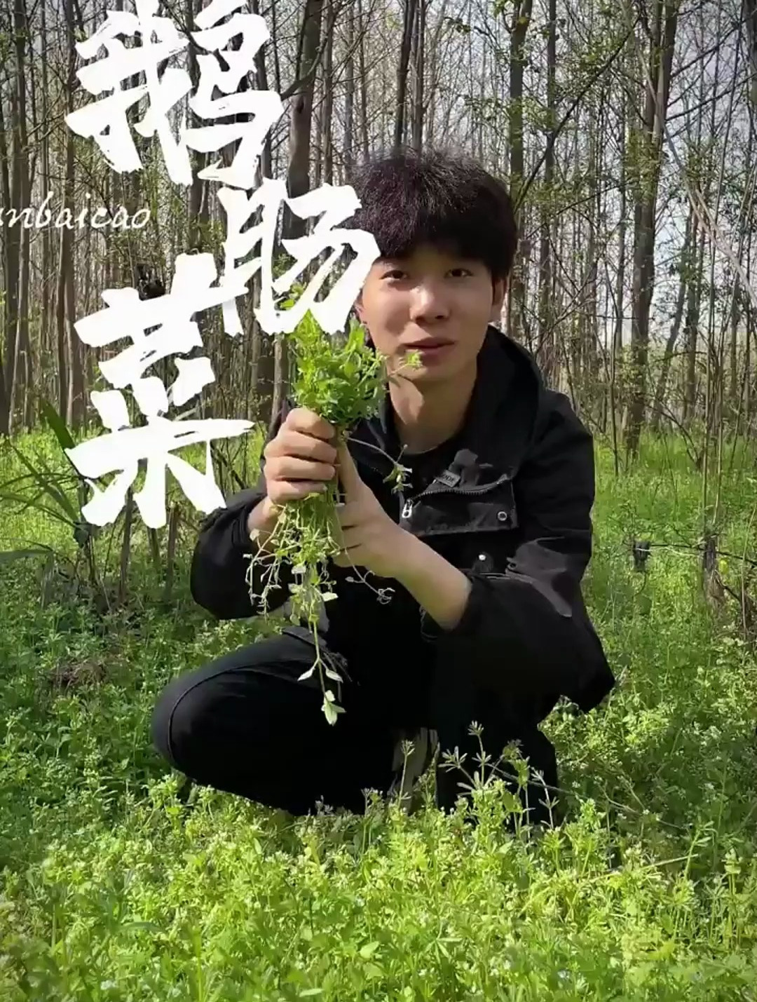 鹅肠菜可是个好宝贝,美味又有用