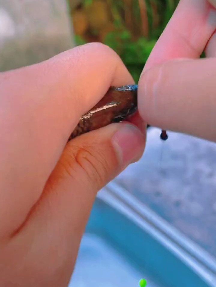 小溪坑的石斑鱼多好钓啊,还晒不到太阳真舒服!