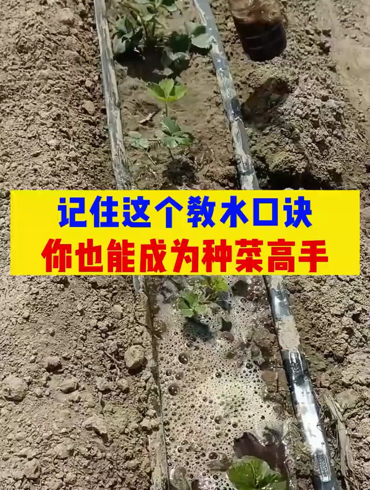 记住这个浇水口诀,你也能成为种菜高手