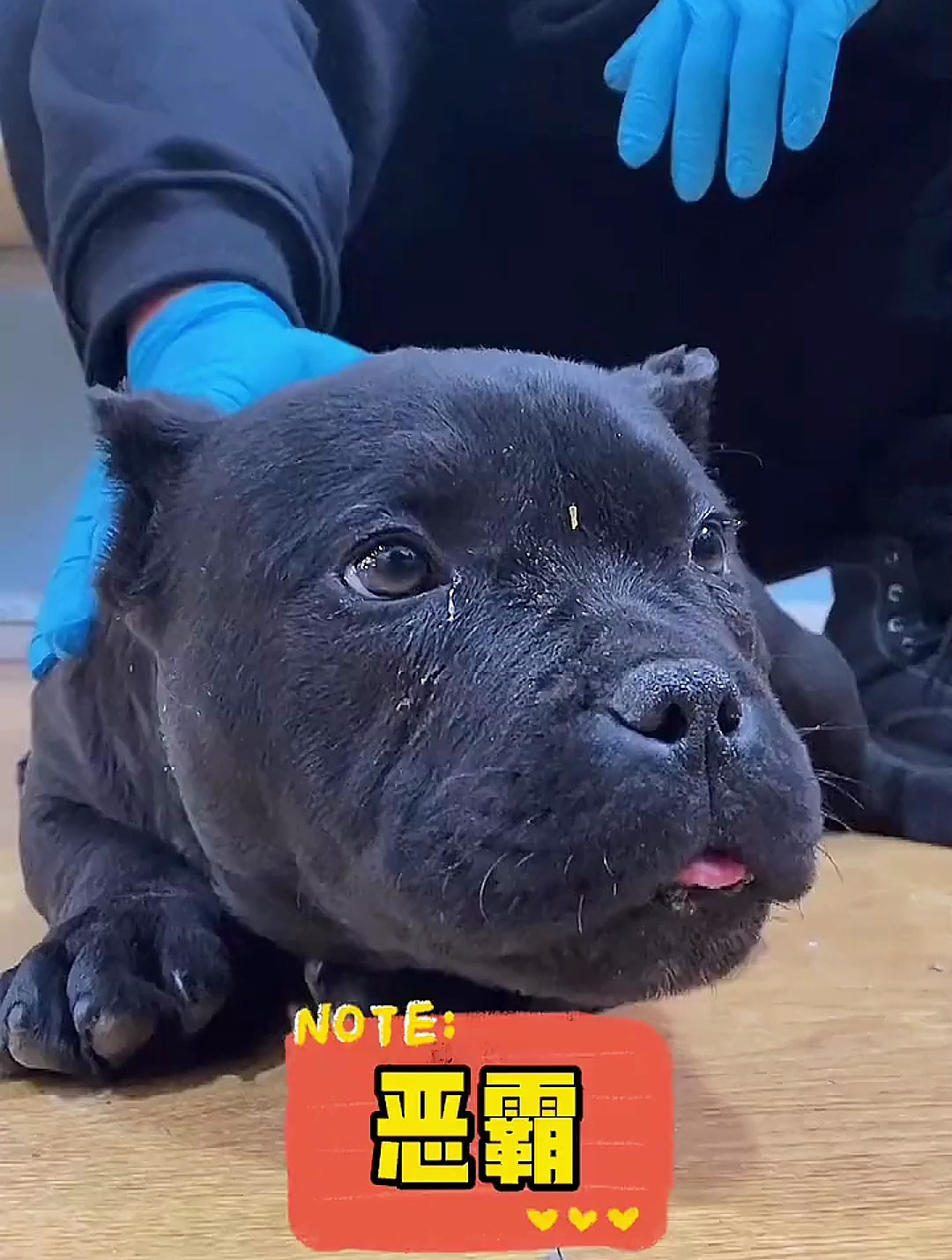 如何辨别好的“恶霸”犬?