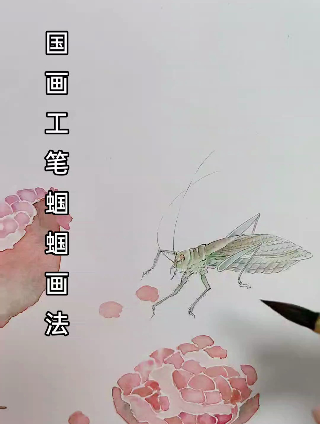 国画工笔蝈蝈画法,细节画法,值得一看