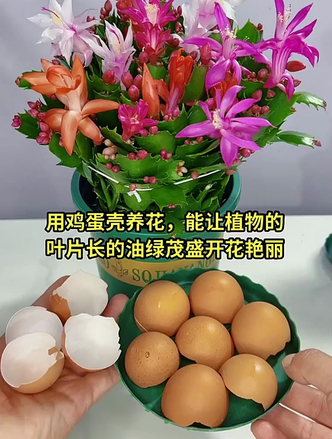 用鸡蛋壳养花,能让植物的叶片长的油绿茂盛,开花艳丽