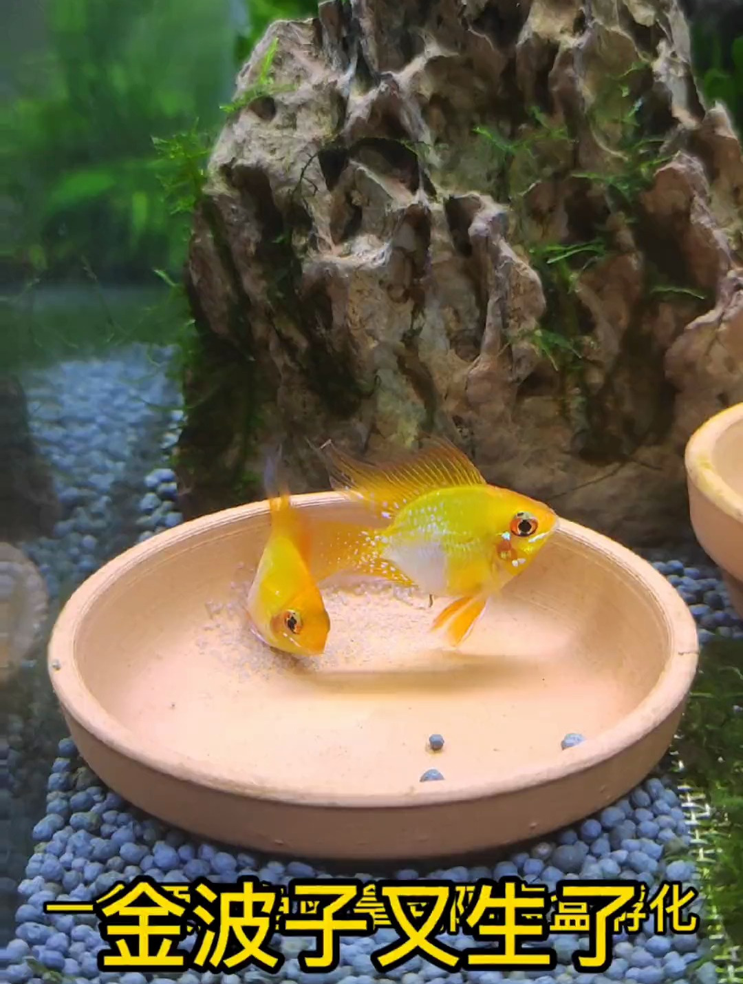 养鱼日记 金波子又生了,赶紧上产卵盘,拿出来隔离孵化
