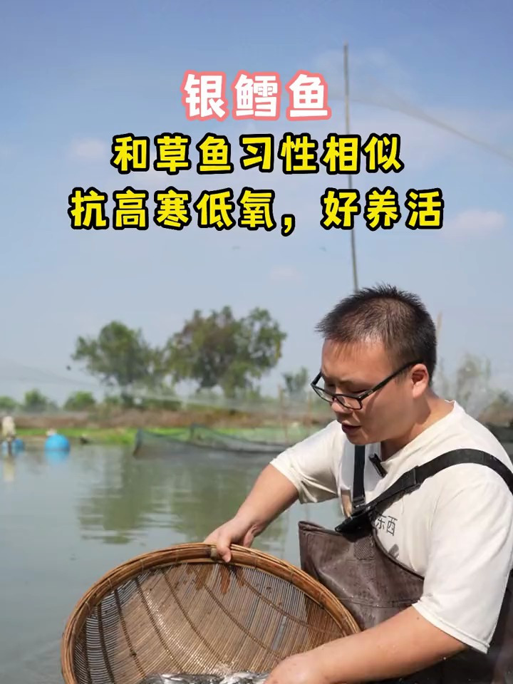 水银鳕鱼,也叫大鳞鲃鱼,以水草、浮萍、青草、菜叶子等植物为食