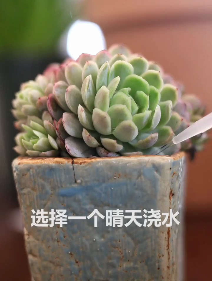 养多肉怎么浇水才正确?