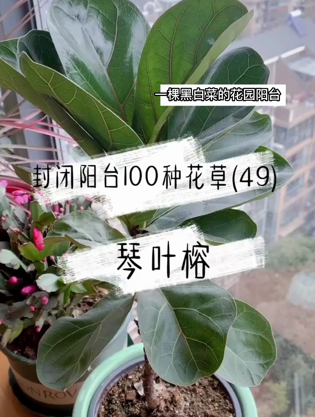 封闭阳台100种花草,琴叶榕养了两年了