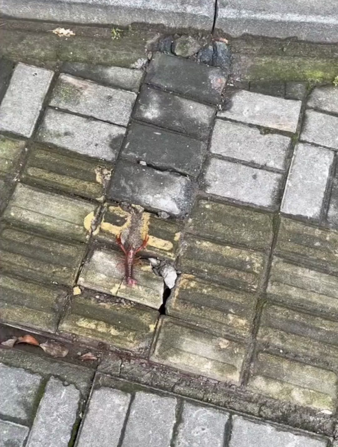 搞笑宠物配音:龙虾被踩