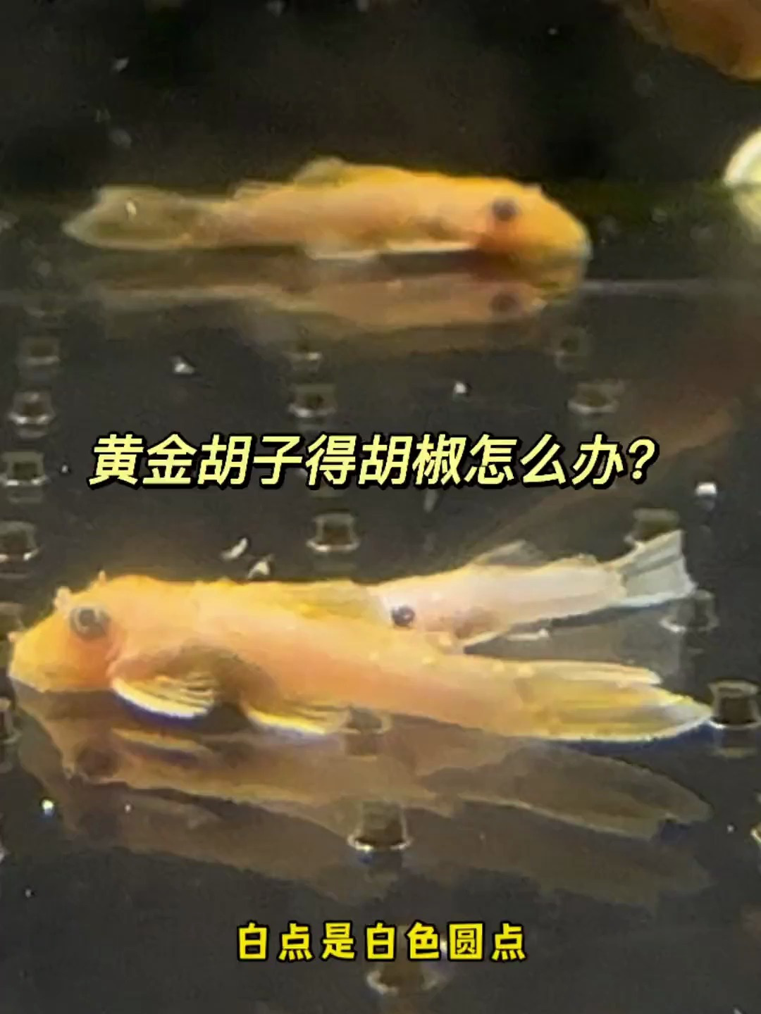 黄金胡子胡椒了怎么办