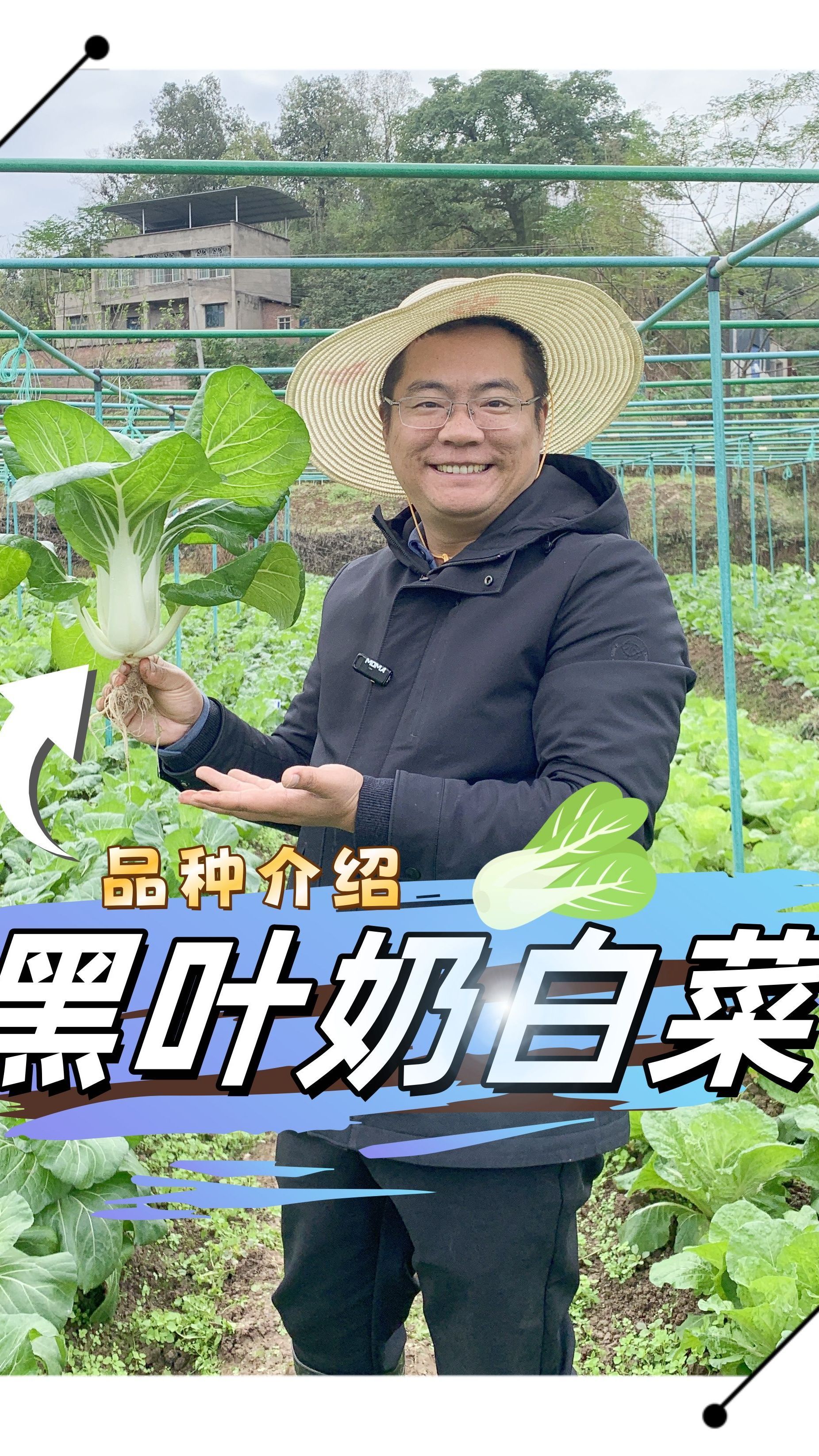 黑叶奶白菜——推荐