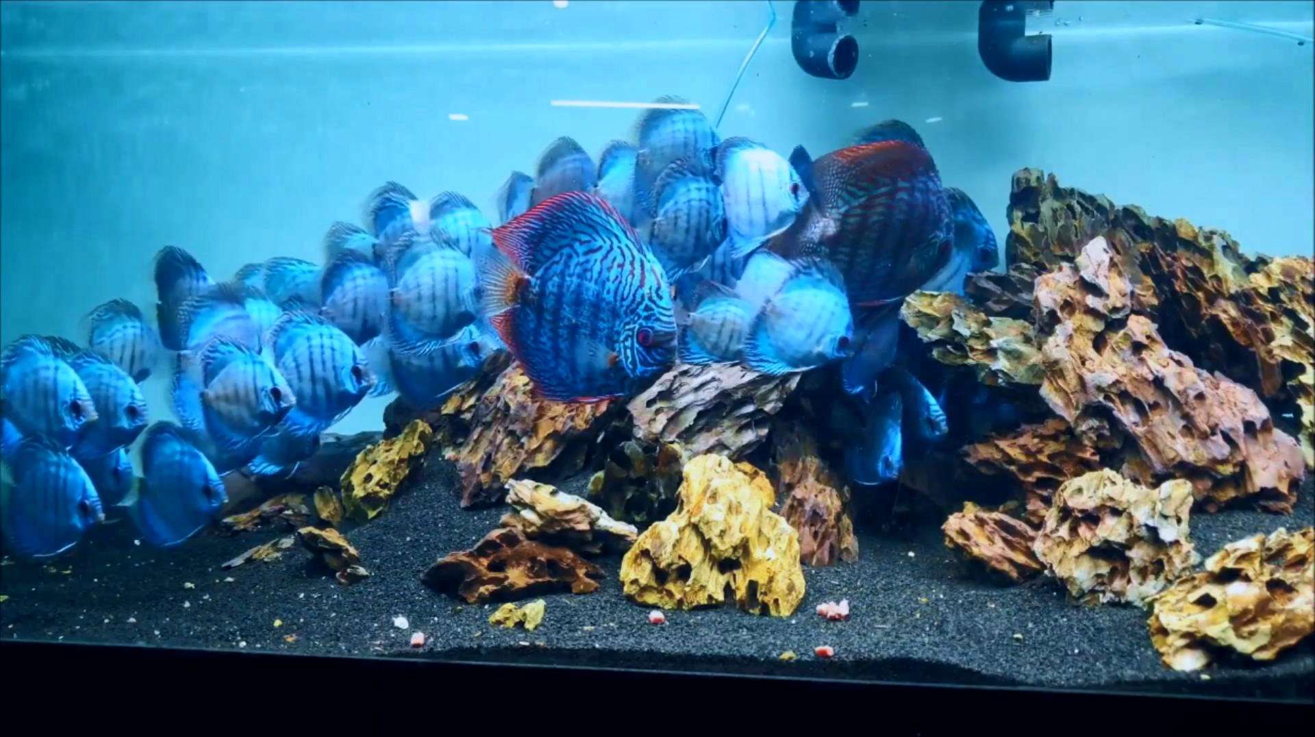 七彩神仙鱼,还有卖5000的?鱼缸真的敢养一大群吗?