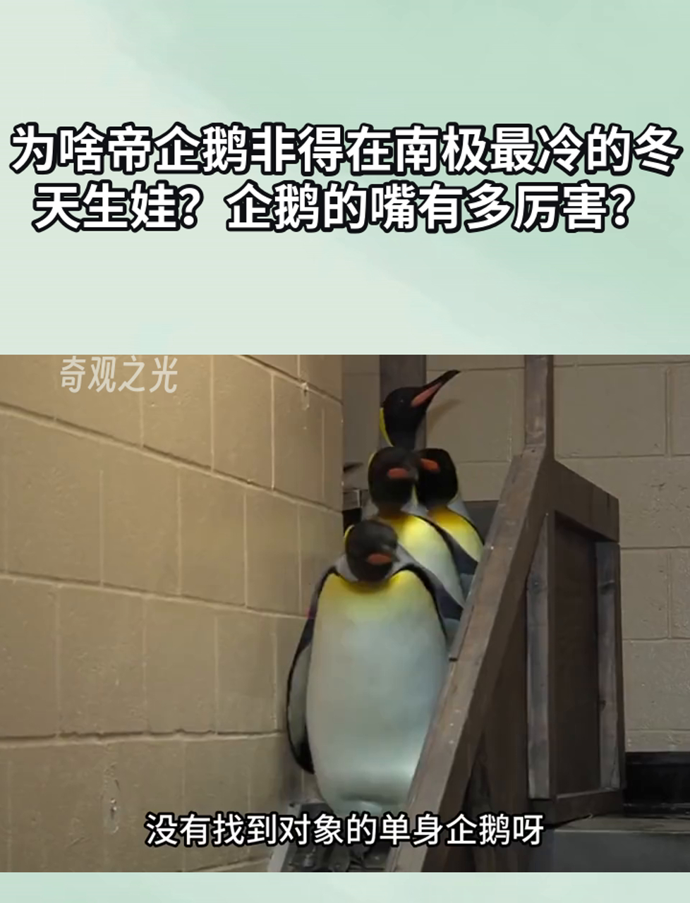 为啥帝企鹅非得在南极最冷的冬天生娃?企鹅的嘴有多厉害?