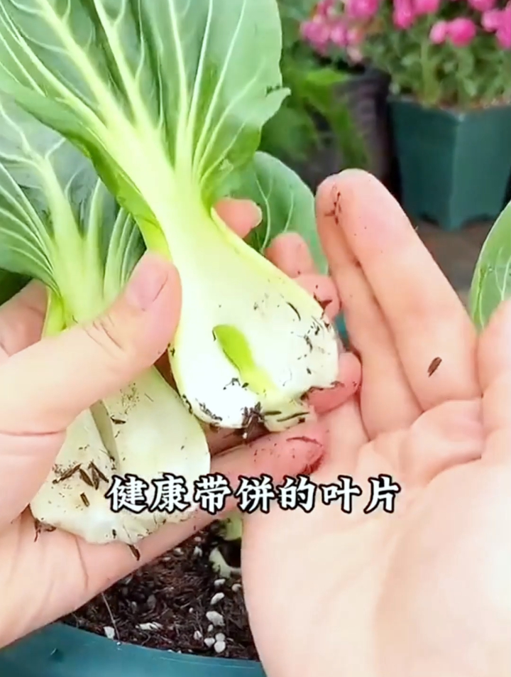 秋季又到万物皆可扦插,学会这个小妙招,植株健壮盆盆爆满~