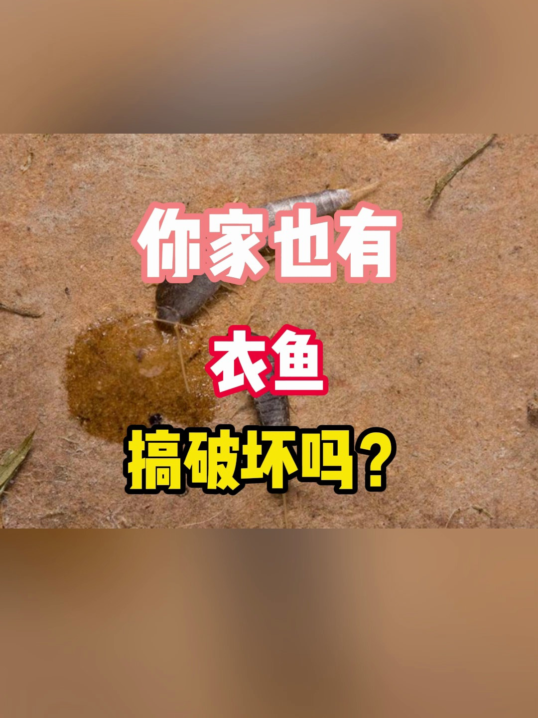 你家也有衣鱼在搞破坏吗?