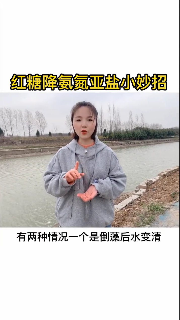 红糖降氨氮亚盐小妙招 南美白对虾养殖 鱼虾蟹养殖 水产养殖