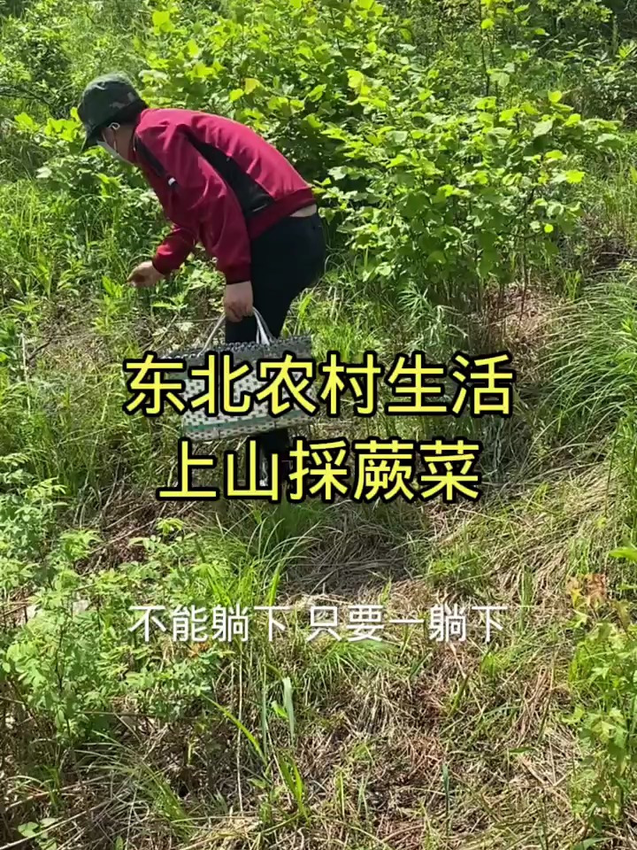 纯天然野生蕨菜