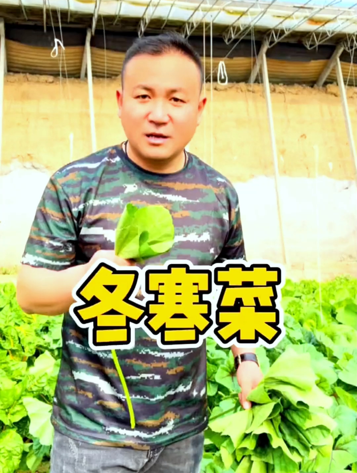 你还在用传统传统的方法种冬寒菜吗?教你1招,长得快又嫩还高产~