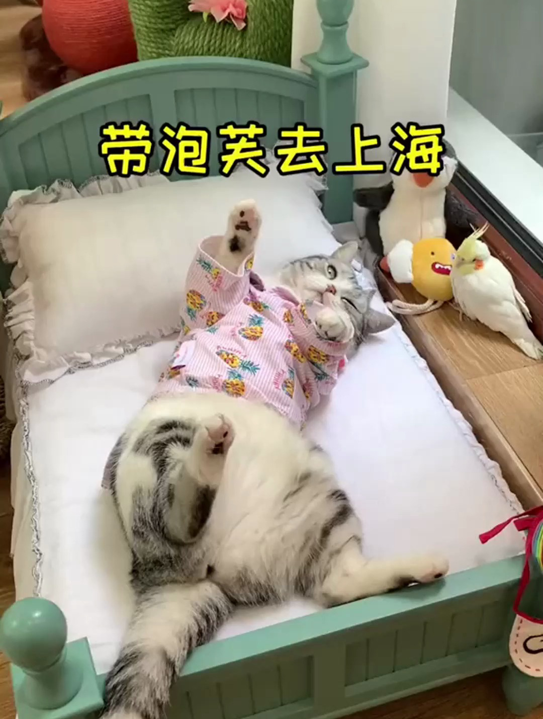 带着泡芙 我们安全的到达上海啦