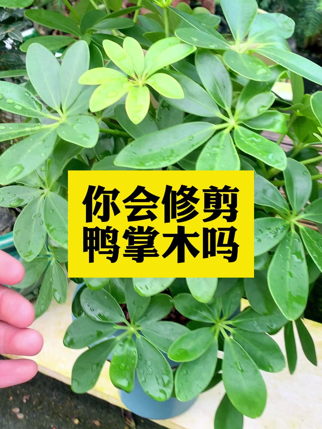 给鸭掌木修剪打顶,修剪季节,以及位置不要选错了