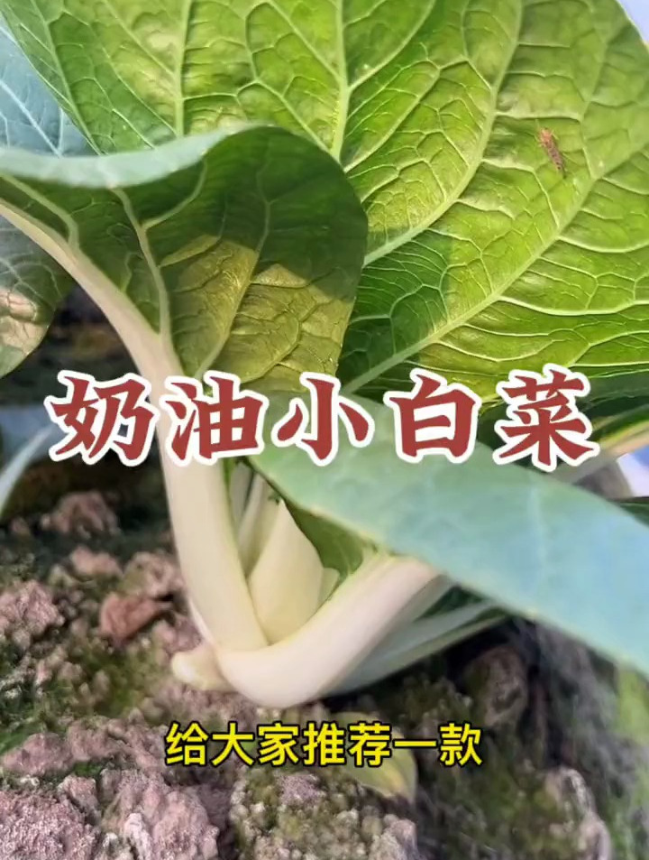清脆爽口的奶油小白菜,特别适合现在种植