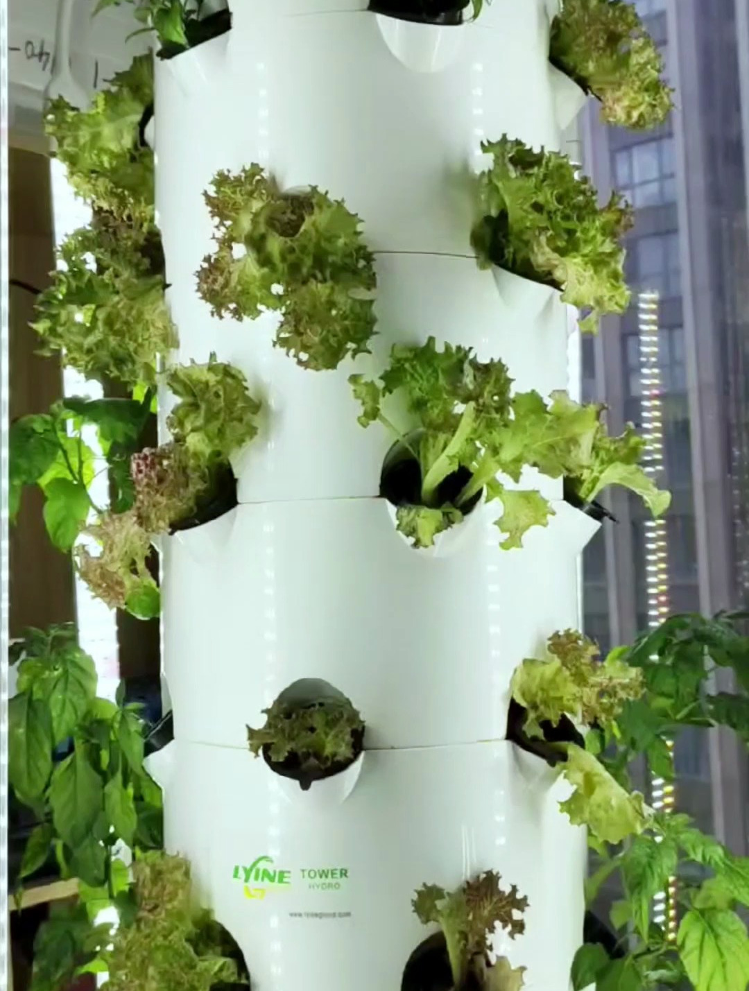 室内种植蔬菜可以用哪些水培系统?来看看我们的无土栽培方法!
