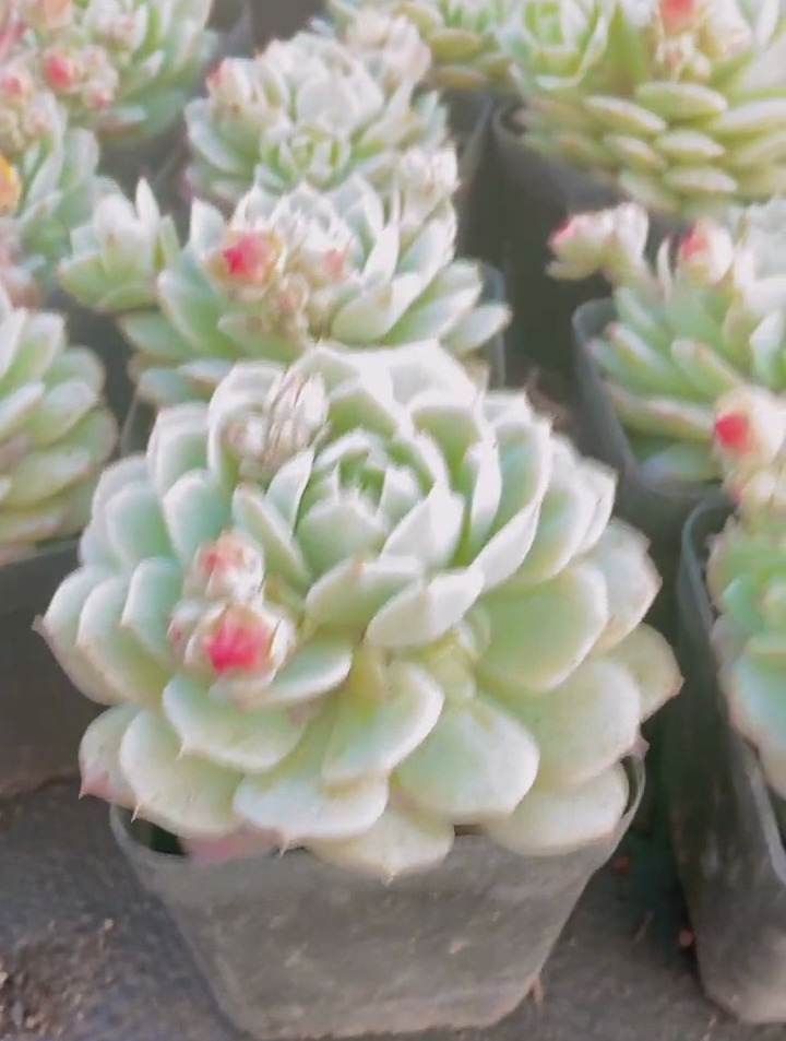 人见人爱的白莲花,相信没有人能拒绝