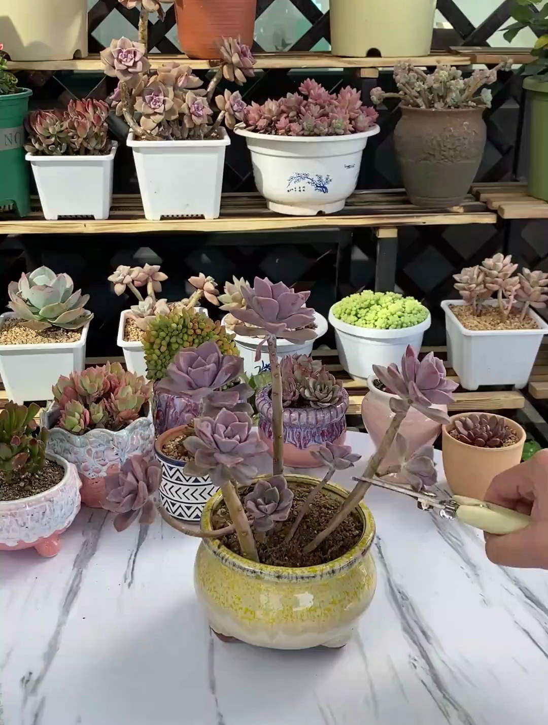 修理多肉适合的时候,记得用这款优芽素,能促进芽点分化多长侧芽