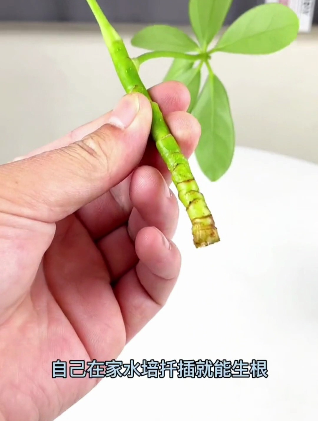 如何扦插鸭脚木?老师傅传授技巧,学会再也不用买鸭脚木了!