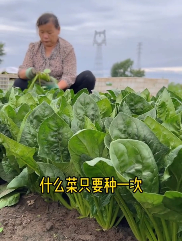 天冷种点什么呢?那就种点红根菠菜,种植简单,好吃又营养