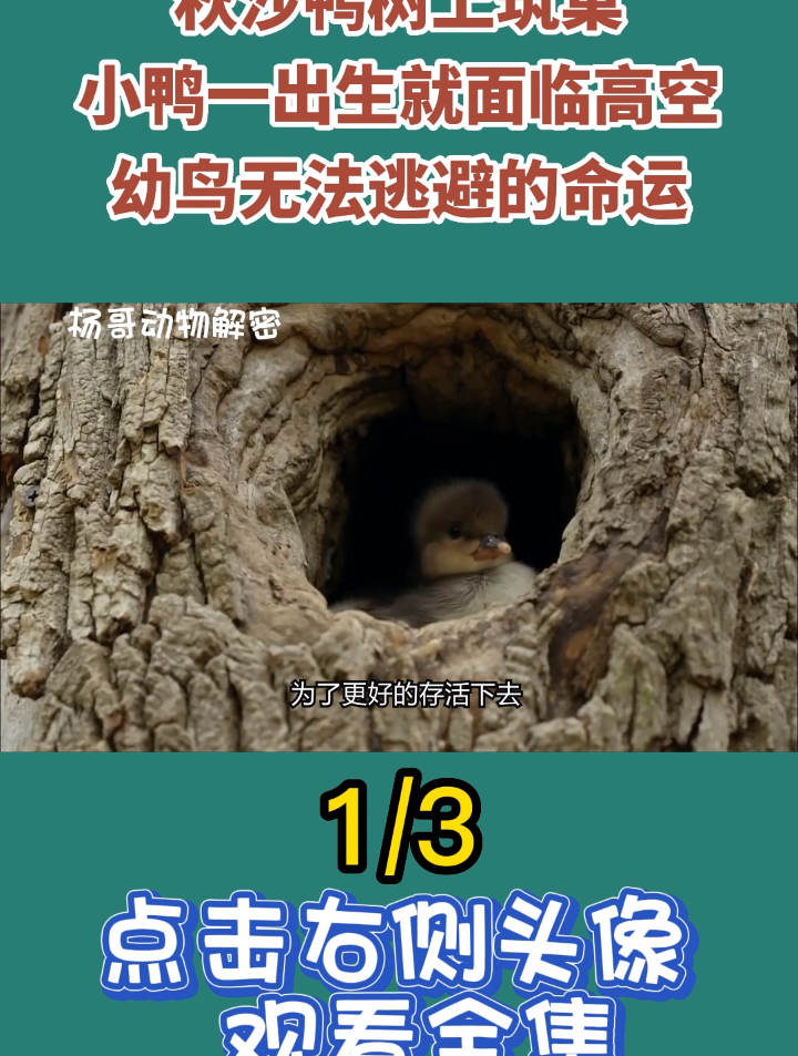 秋沙鸭树上筑巢,小鸭一出生就面临高空,幼鸟无法逃避的命运1