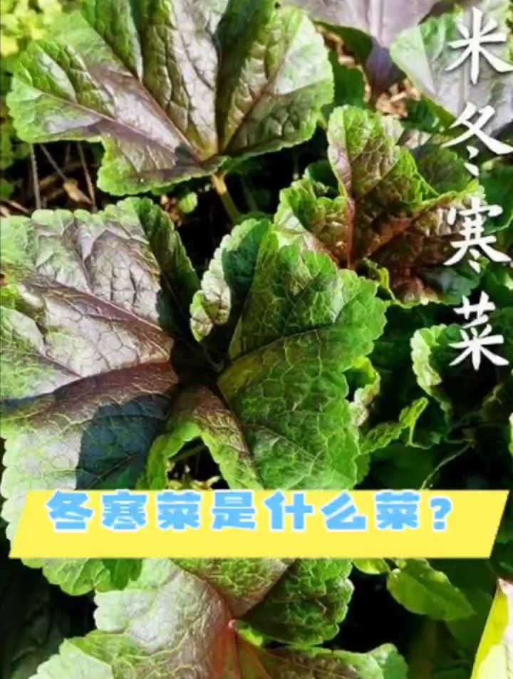冬寒菜是什么菜?