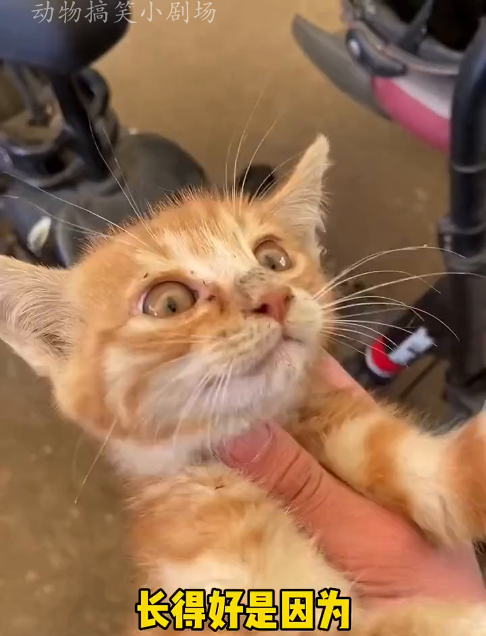 长得俊,说话甜,电动车省力得很,有人要领养不?