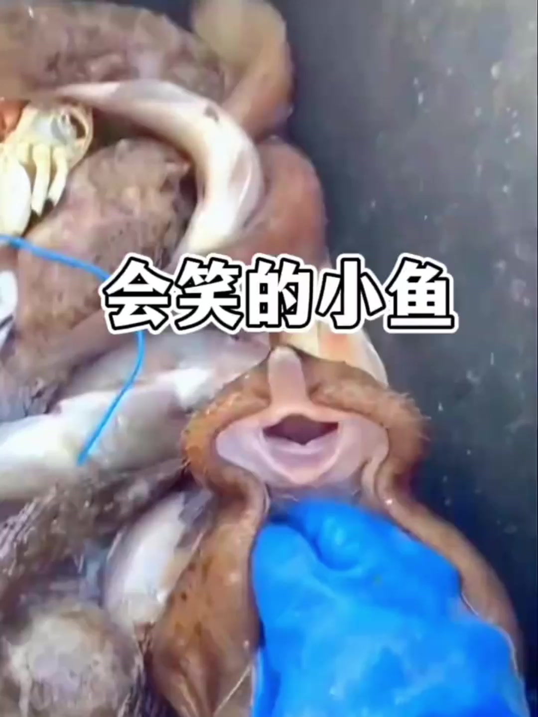 小魔鬼鱼也太可爱了吧