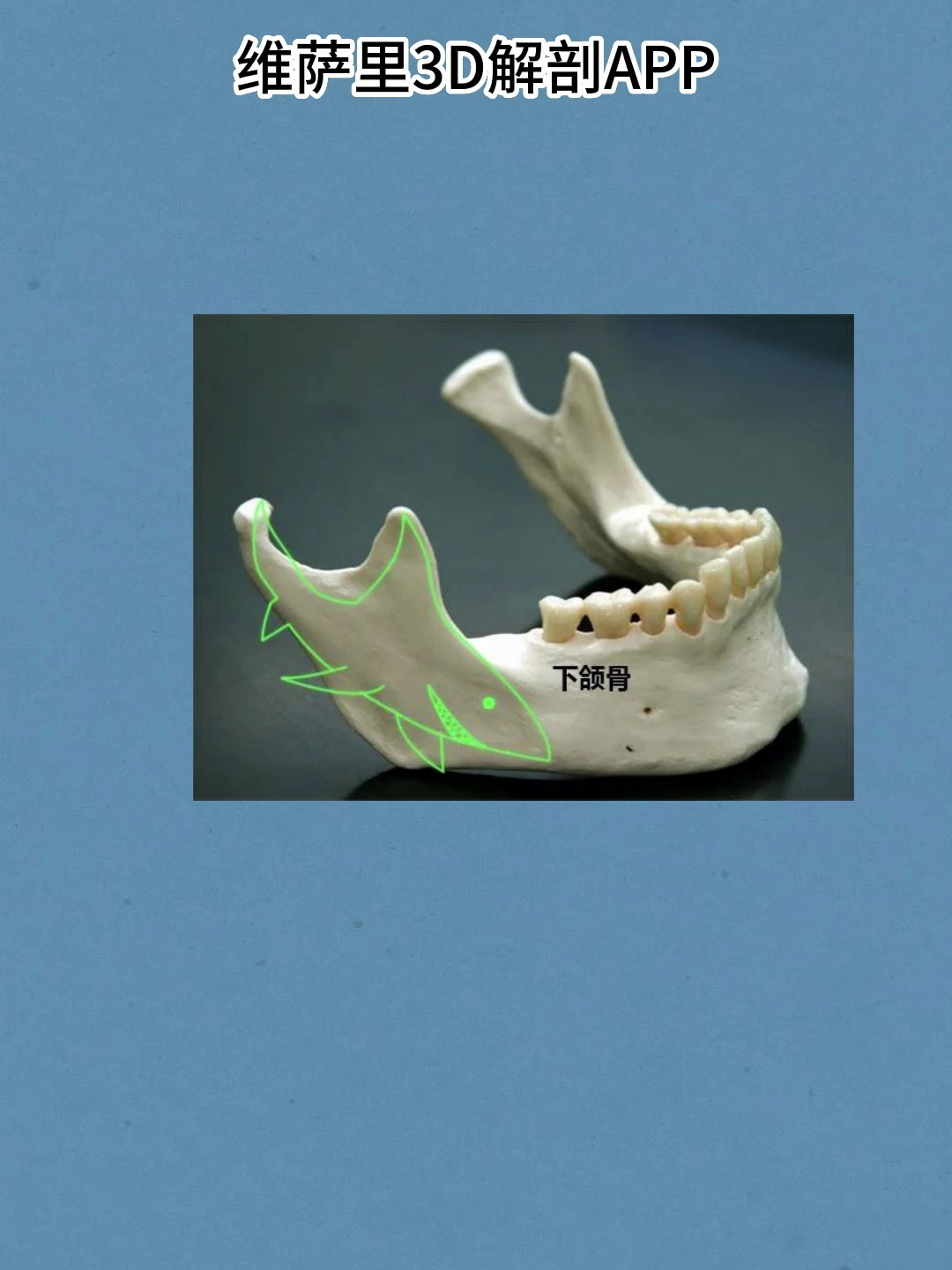 维萨里3D解剖:下颌骨的解剖