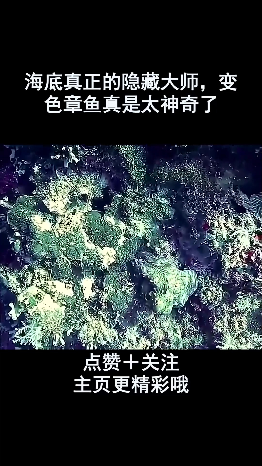 海底真正的隐藏大师,变色章鱼真是太神奇了