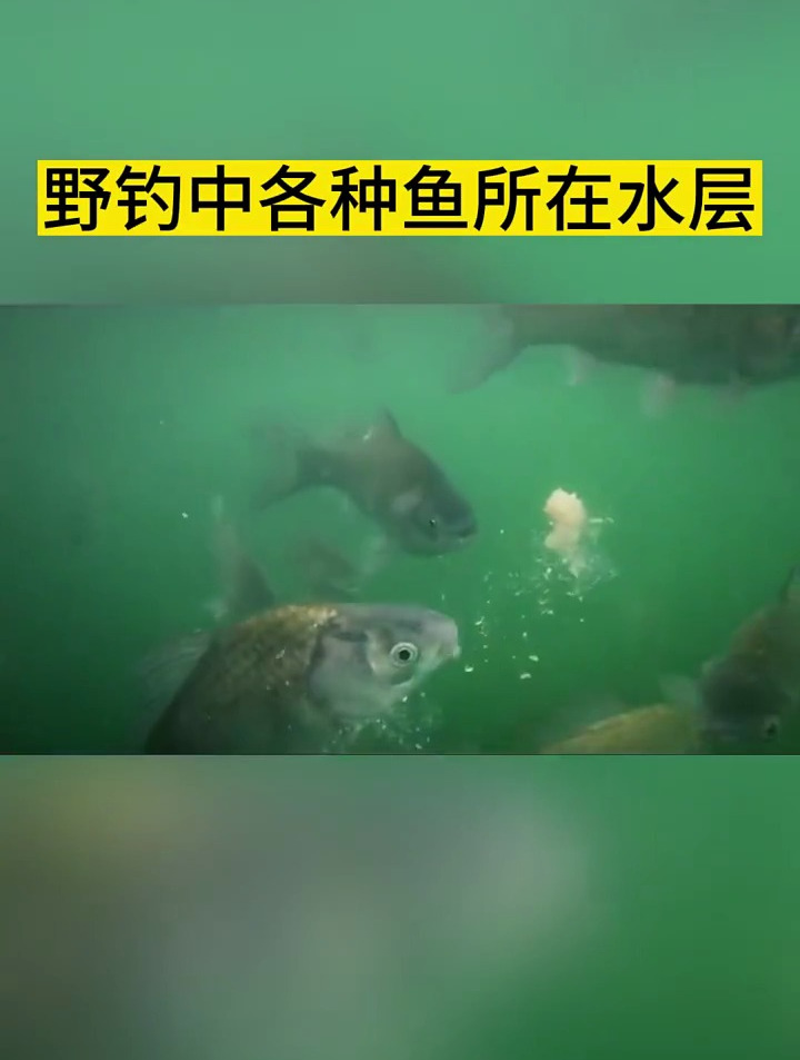18种常见鱼种的所在水层,钓鱼,钓鱼知识,钓鱼人的最爱