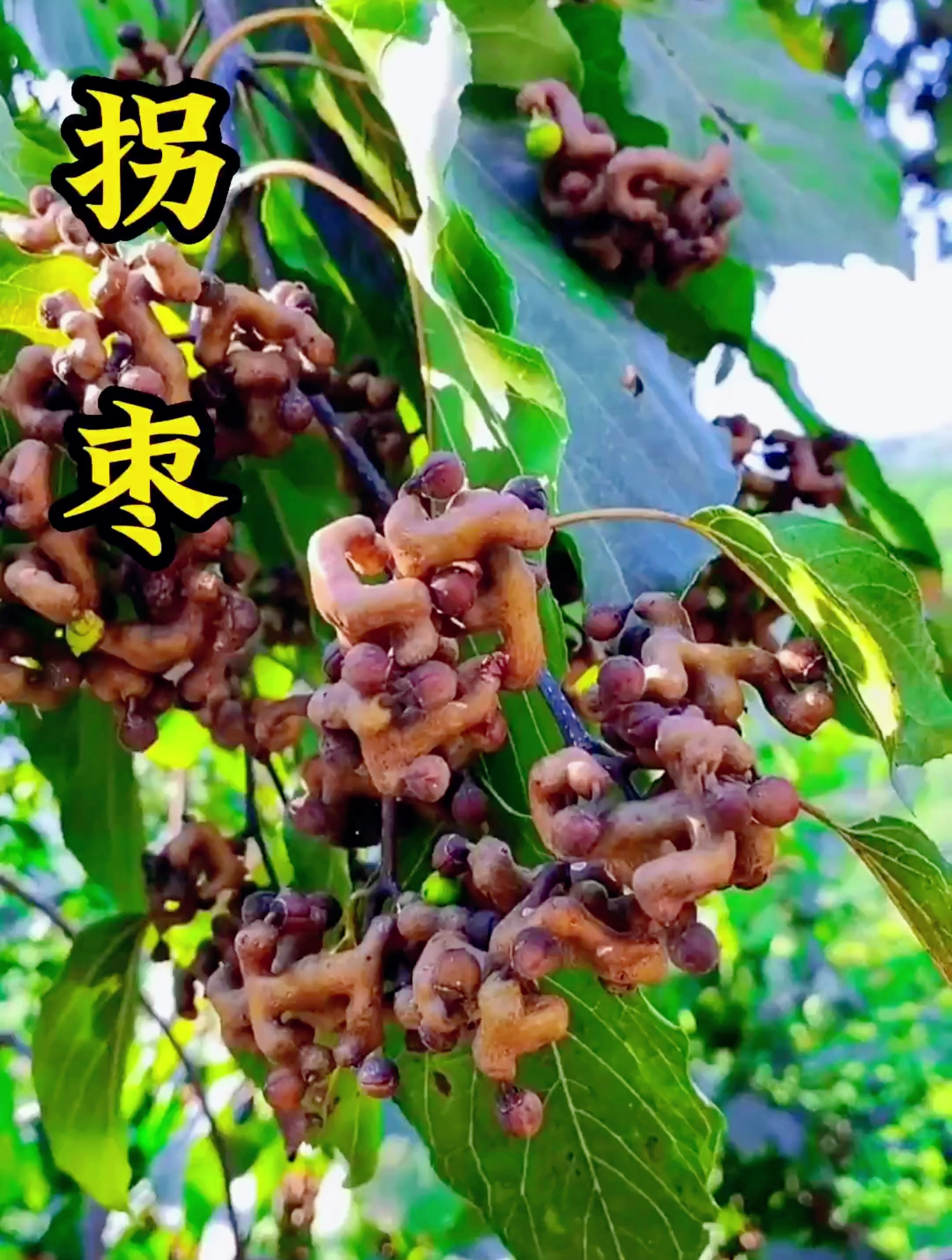 你吃过这个酸酸甜甜的拐枣吗