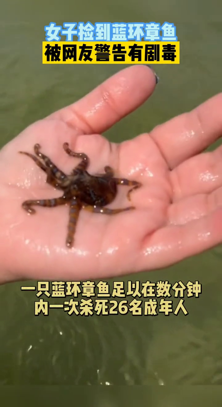 女子无意中捡到一只蓝环章鱼,被警告有剧毒