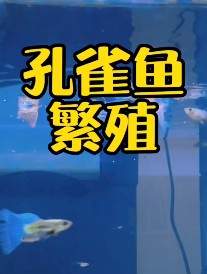 如何让孔雀鱼在鱼缸里子孙满堂?孔雀鱼是最好养的观赏鱼!