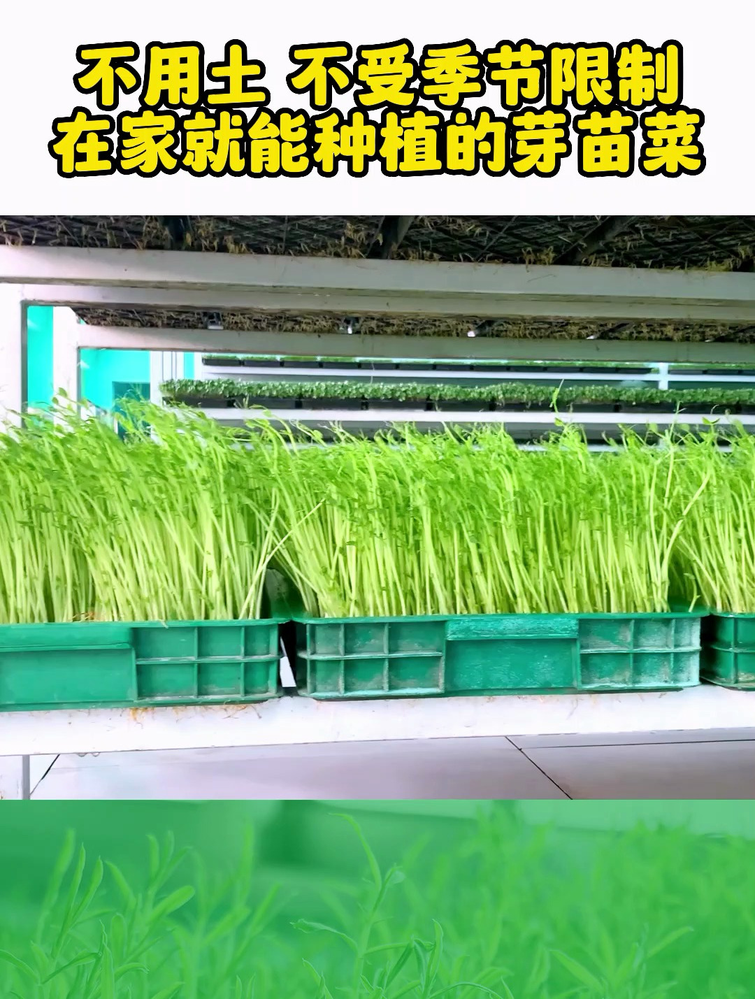 自来水种植,在家就能种植的芽苗菜,四季都能出菜,你也可以试试