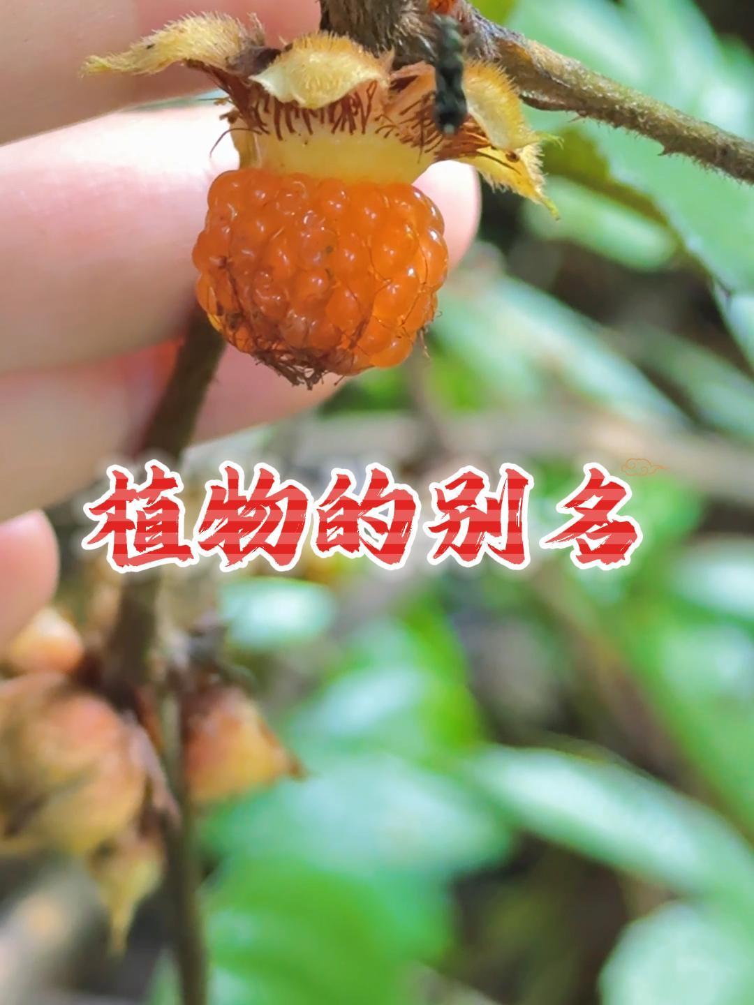 4种植物的别名,你的家乡又叫它什么呢?