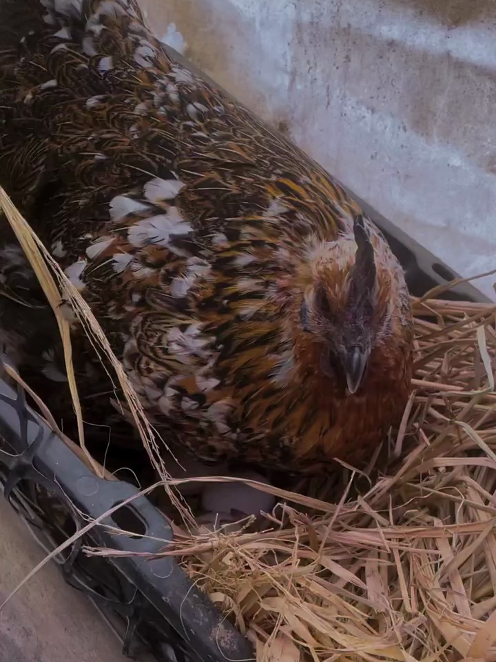 大母鸡 阉母鸡 土鸡交流
