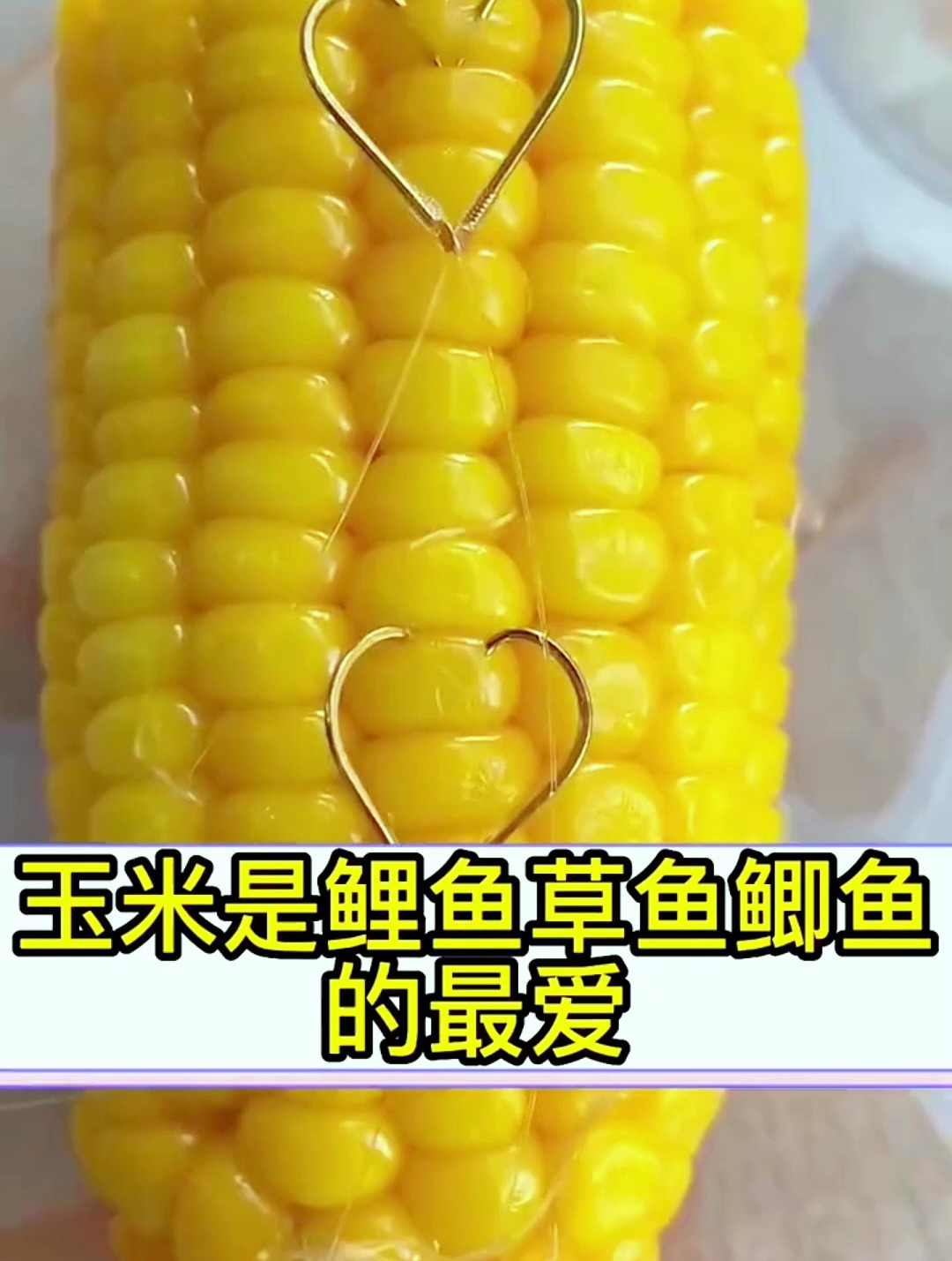 玉米自制饵料配方,制作简单方便,钓鱼效果很不错,别错过