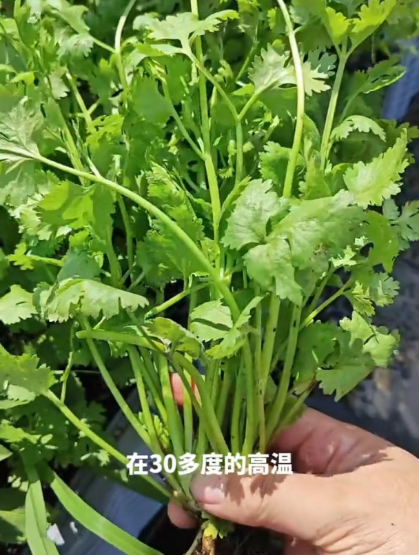 大叶耐寒香菜品种,现在就能种植,撒子就出芽!