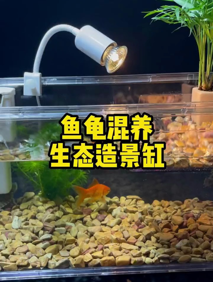 一套既能养乌龟,又能养鱼的两栖生态水陆缸,你喜欢吗