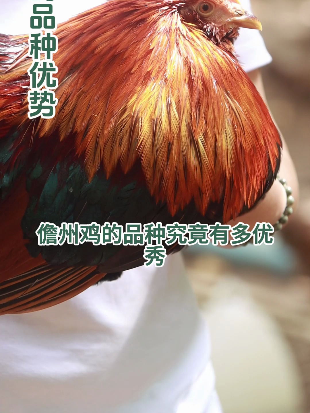 今天讲讲儋州鸡的品种优势!